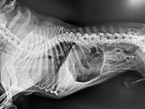 Liver Disease in Dogs