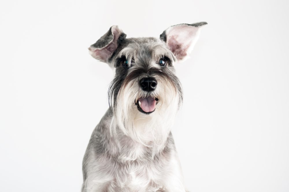 All-You-Need-to-Know-About-Prednisone-for-Dogs