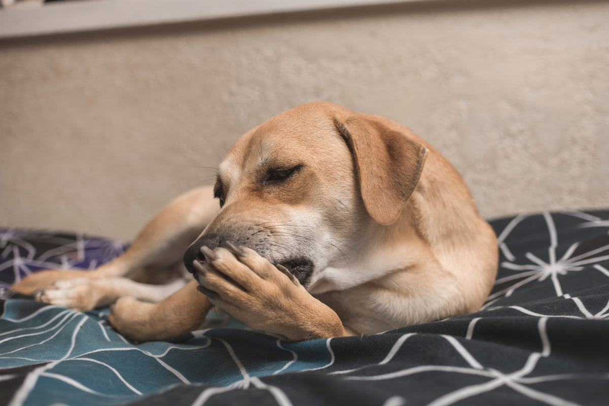 Dog Skin Allergies, a dog licking his paw