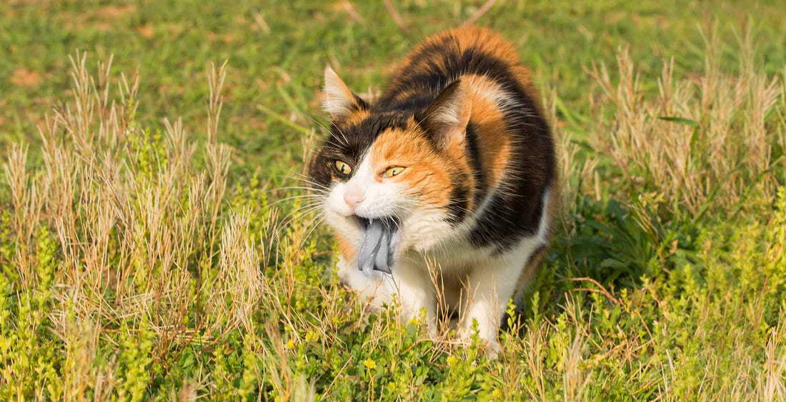 Cat throwing up blood