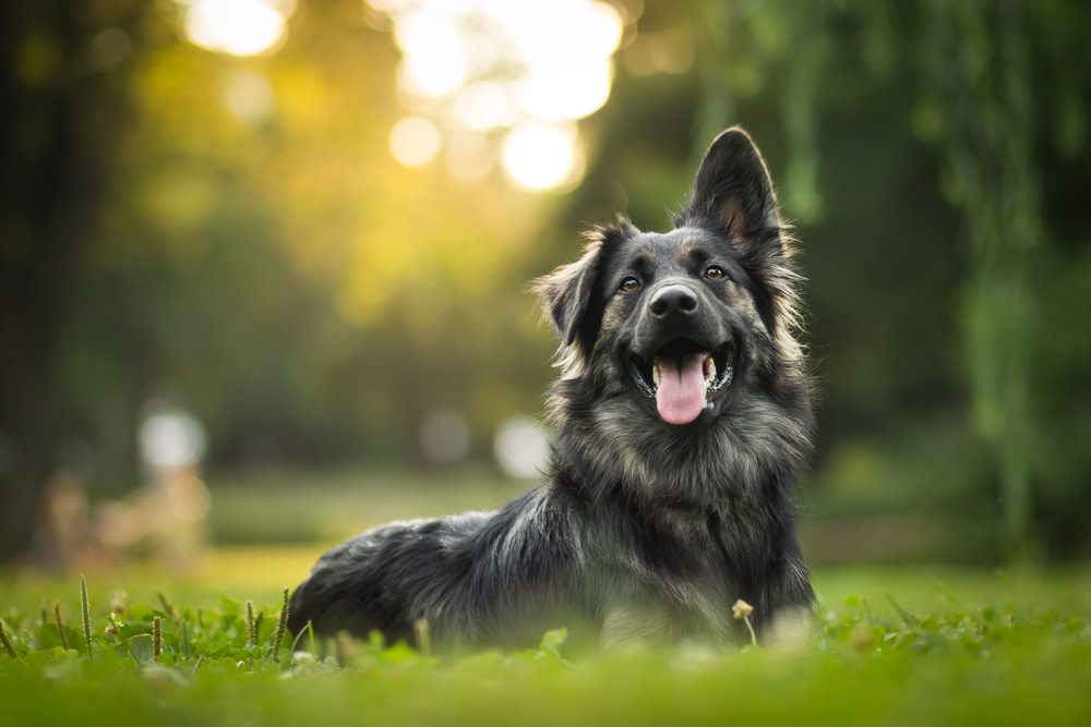 Mental Stimulation for Dogs: Keep Your Canine Sharp