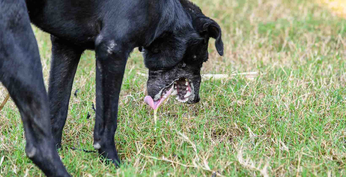 Dog Vomiting