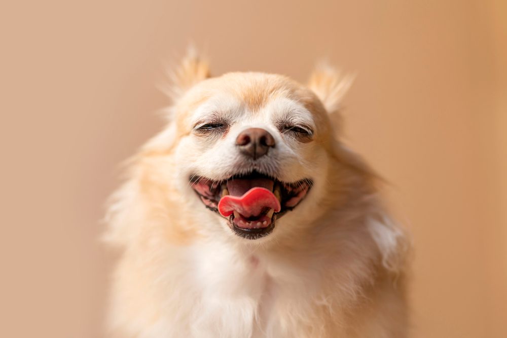 Rimadyl-for-Dogs