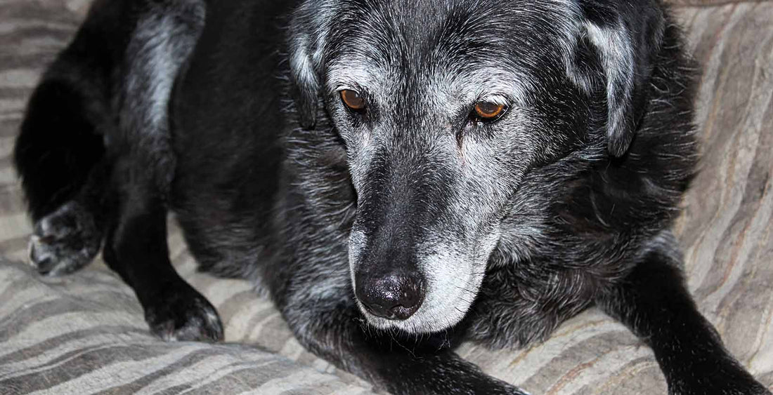 Canine Cognitive Disorder (CCD)