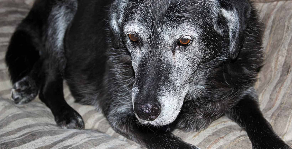 Canine Cognitive Disorder (CCD)