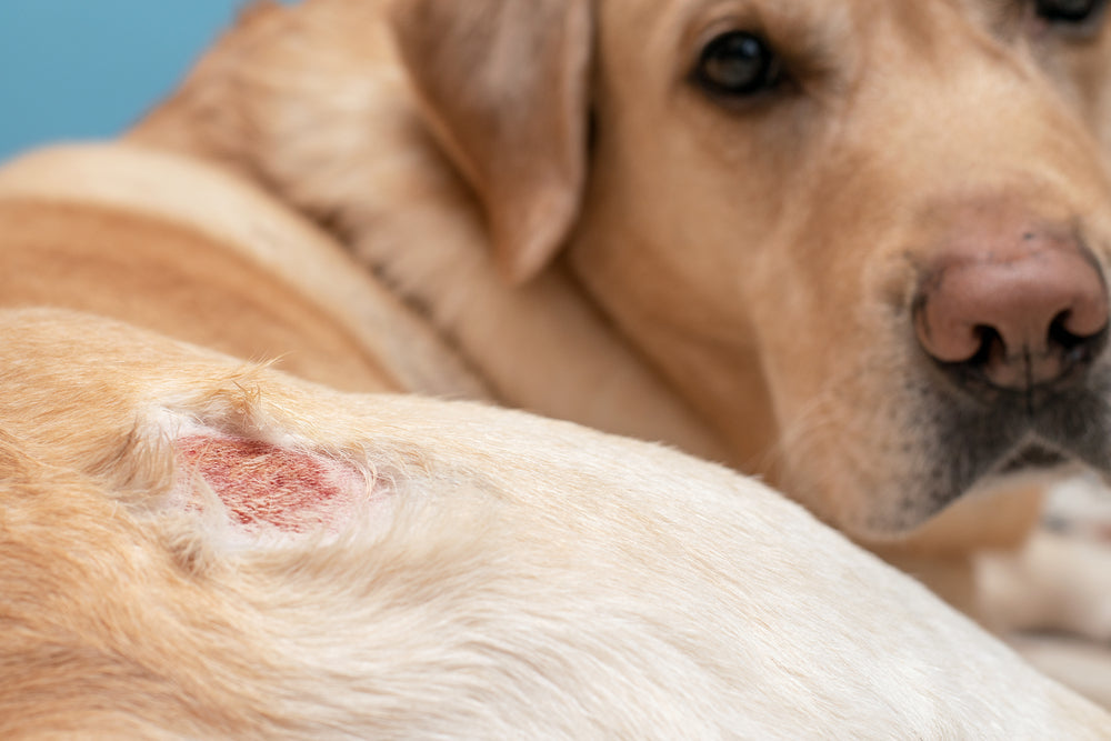 Fish Allergy in Dogs