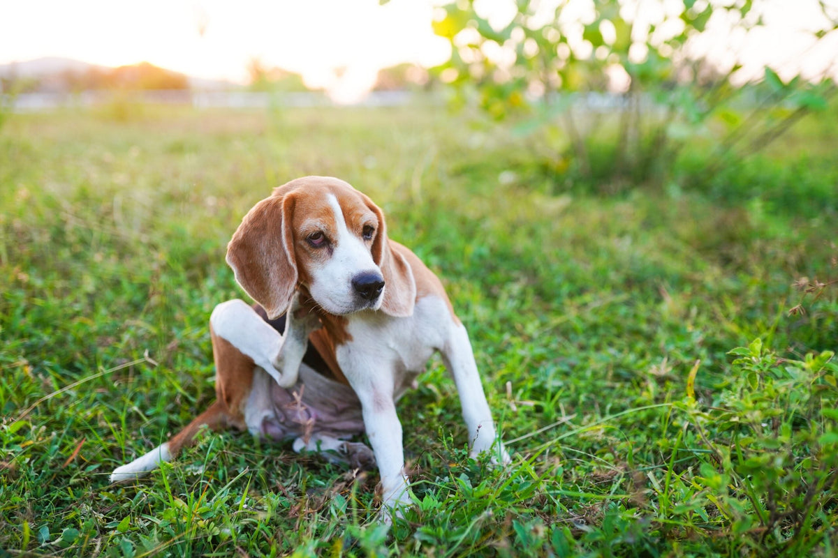 Lamb Allergy in Dogs: Can Dogs be Allergic to Lamb? A dog scratching its ear.