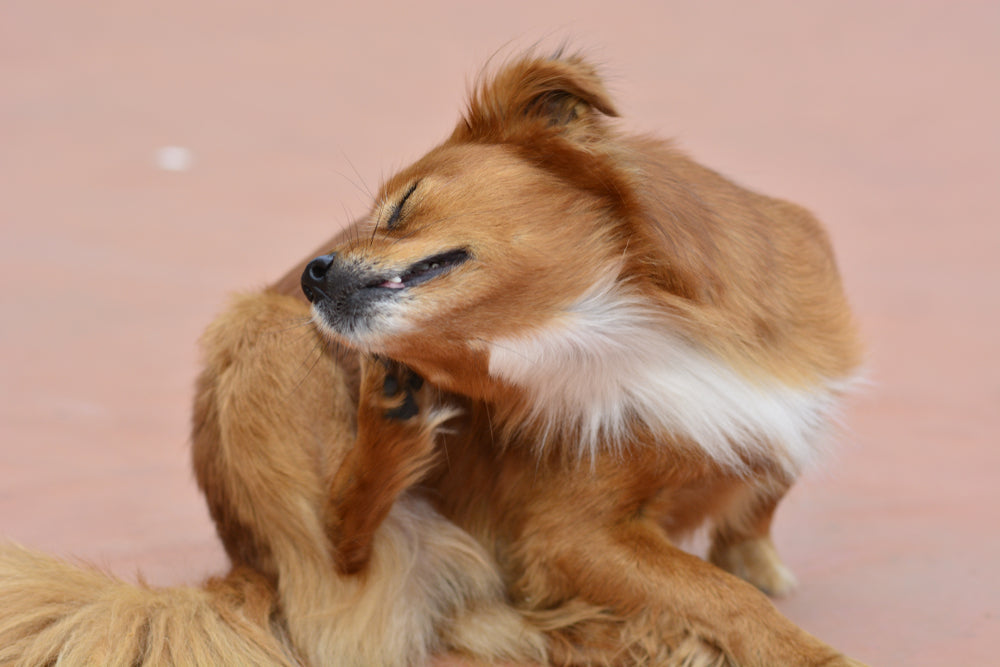 Beef Allergy in Dogs