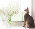 Is Baby's Breath Toxic to Cats?