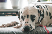 Addison's Disease in Dogs