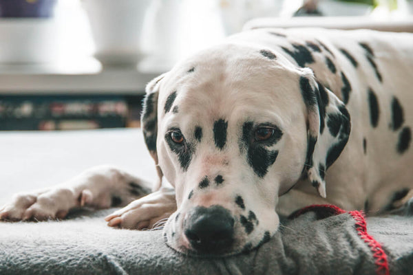 Addison's Disease in Dogs