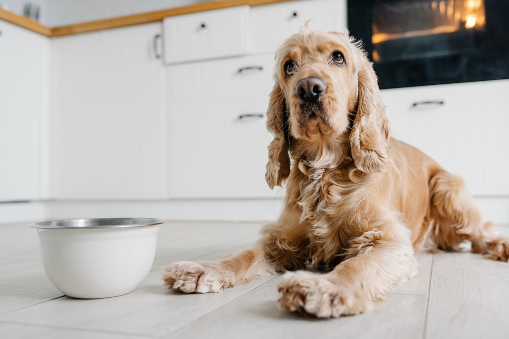Can Dogs Eat Dark Meat Chicken?