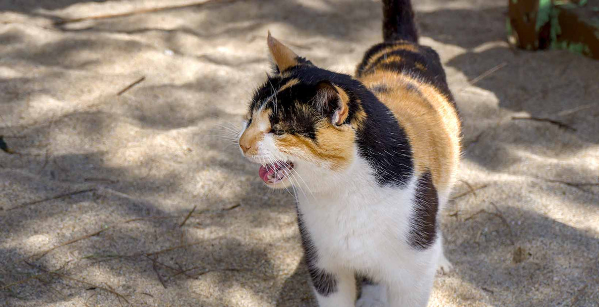 Cat Crying