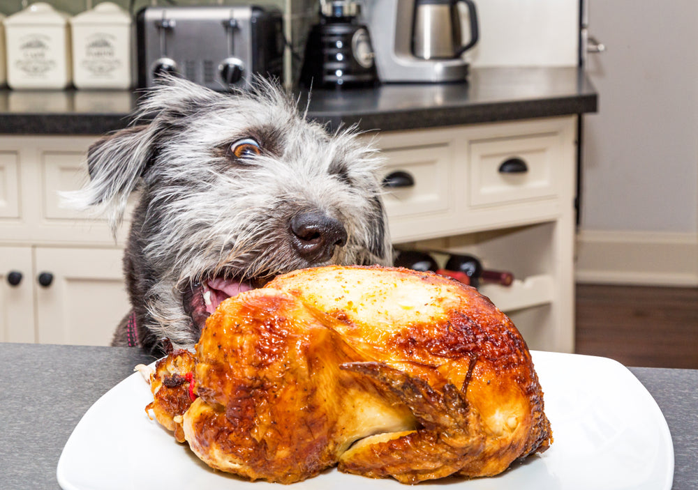 Can Dogs Eat Rotisserie Chicken?