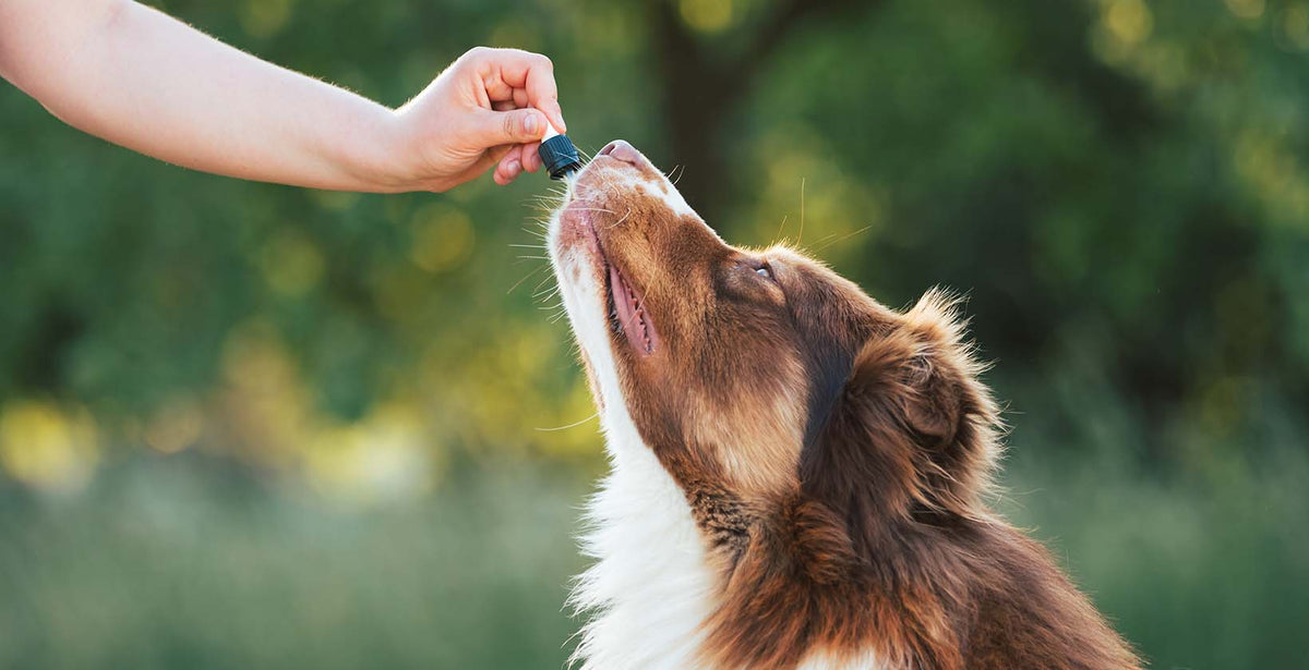 Is CBD safe for Animals?