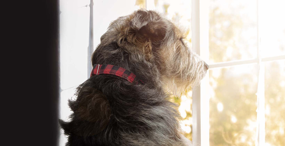 Best CBD Oils For Dog Anxiety