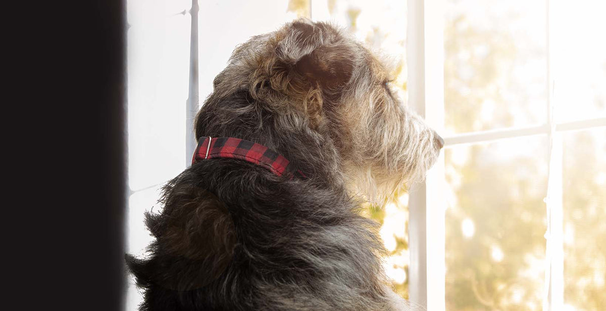 Best CBD Oils For Dog Anxiety