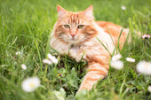 Allergy Test for Cats