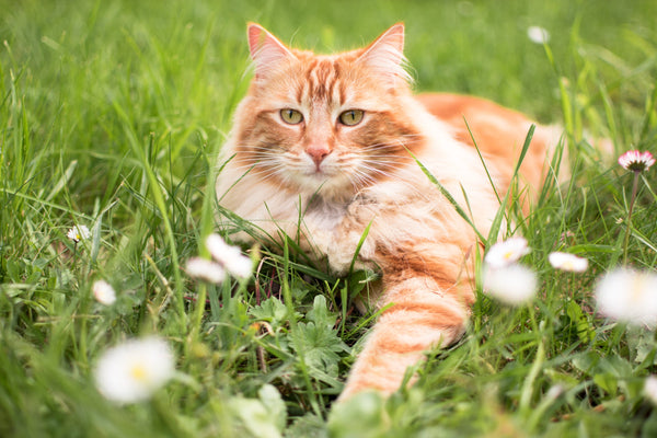 Allergy Test for Cats