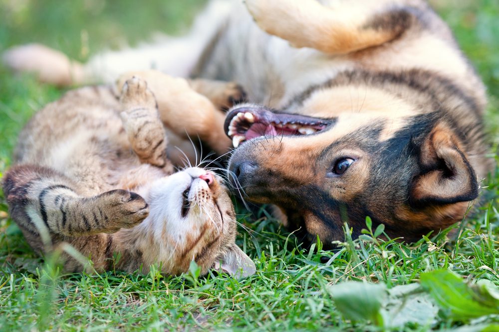 Simparica-for-Dogs-and-Cats