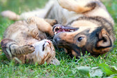 Simparica-for-Dogs-and-Cats