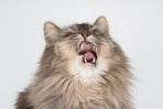 Benadryl for Cats