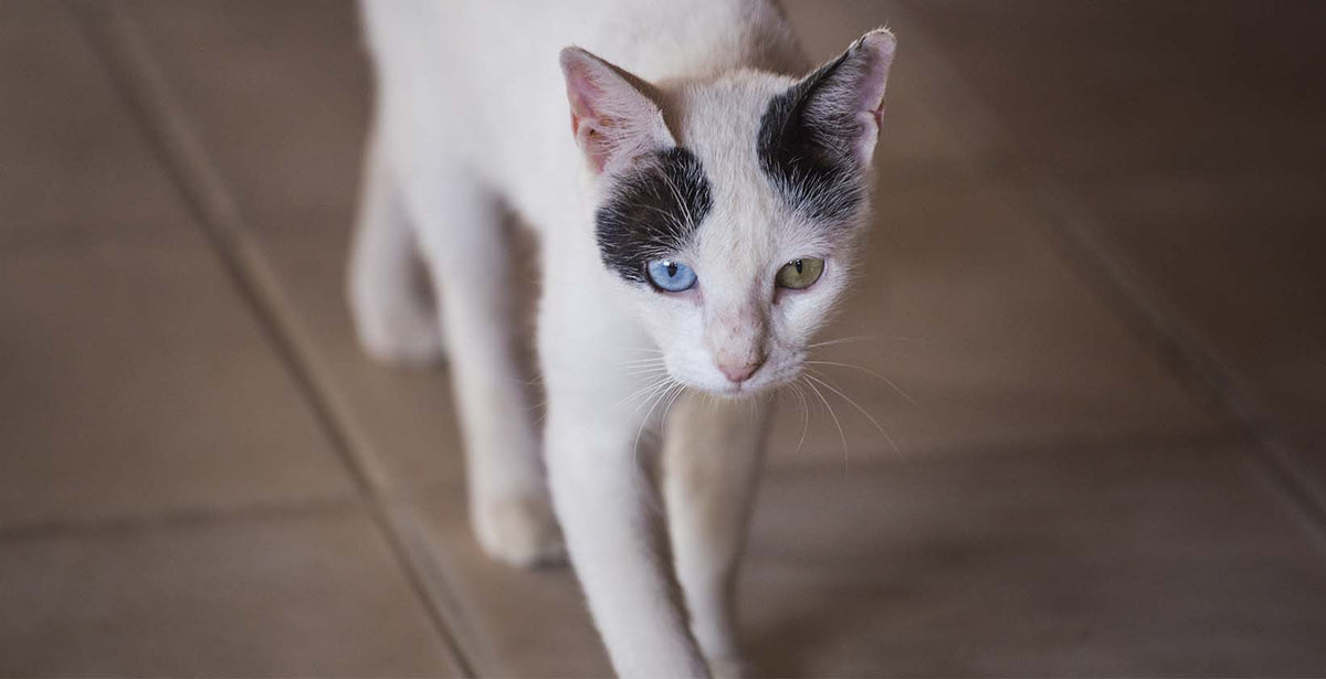 My cat is so skinny I can feel her bones