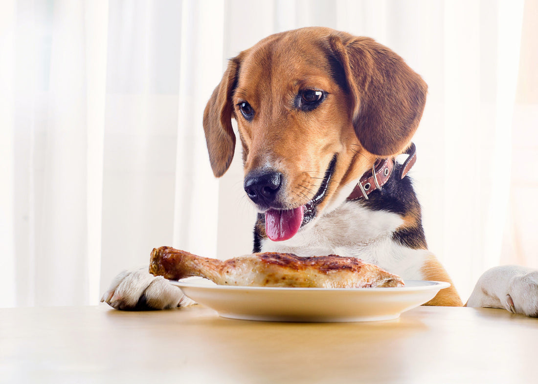 Can Dogs Eat Chicken? A dog about to eat chicken