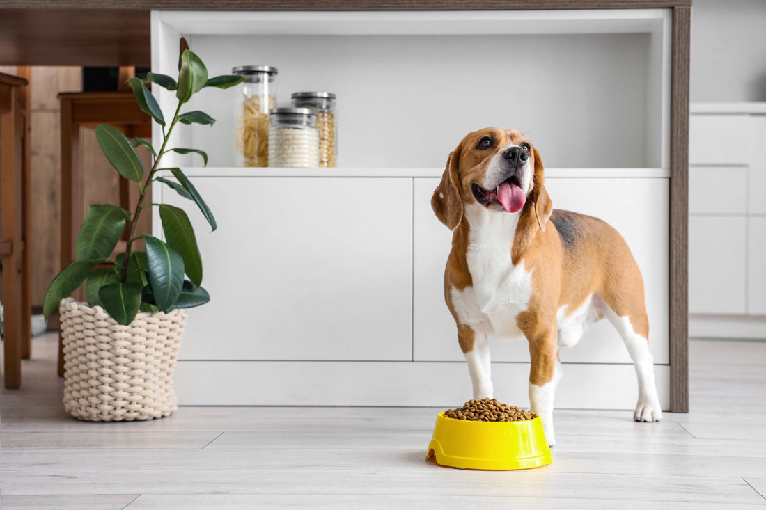 Are Chicken Hearts Good for Dogs?