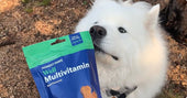 Honest Paws Review: A Premium Choice for Pet Wellness