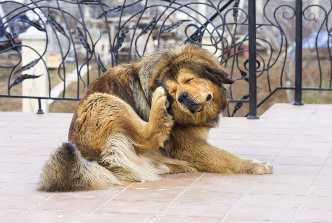 Grain Allergy in Dogs