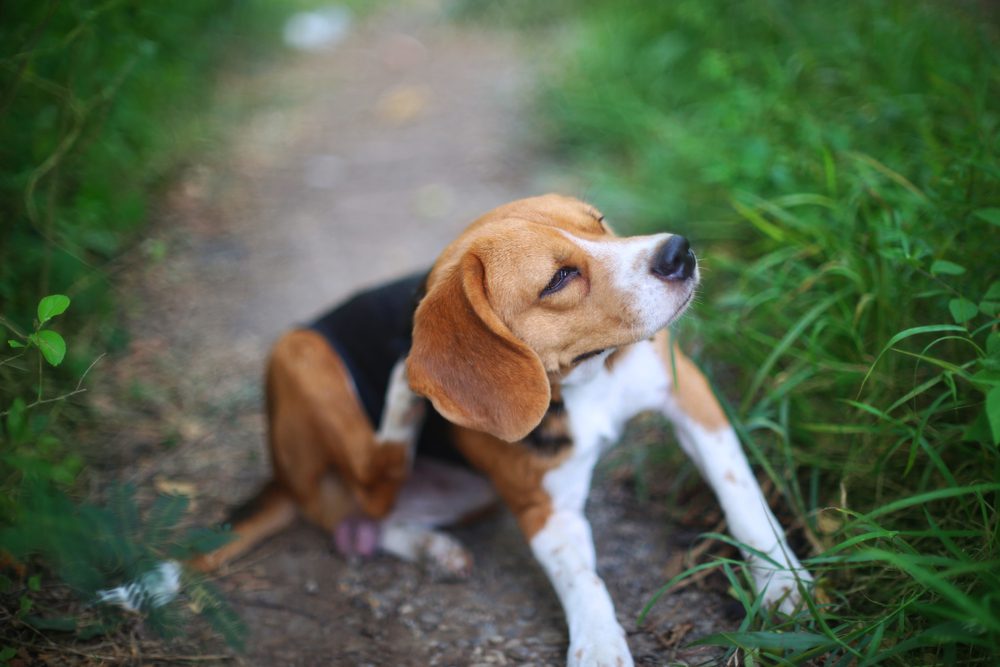 The-Benefits-of-Nexgard-and-How-to-Use-it-on-Your-Dog