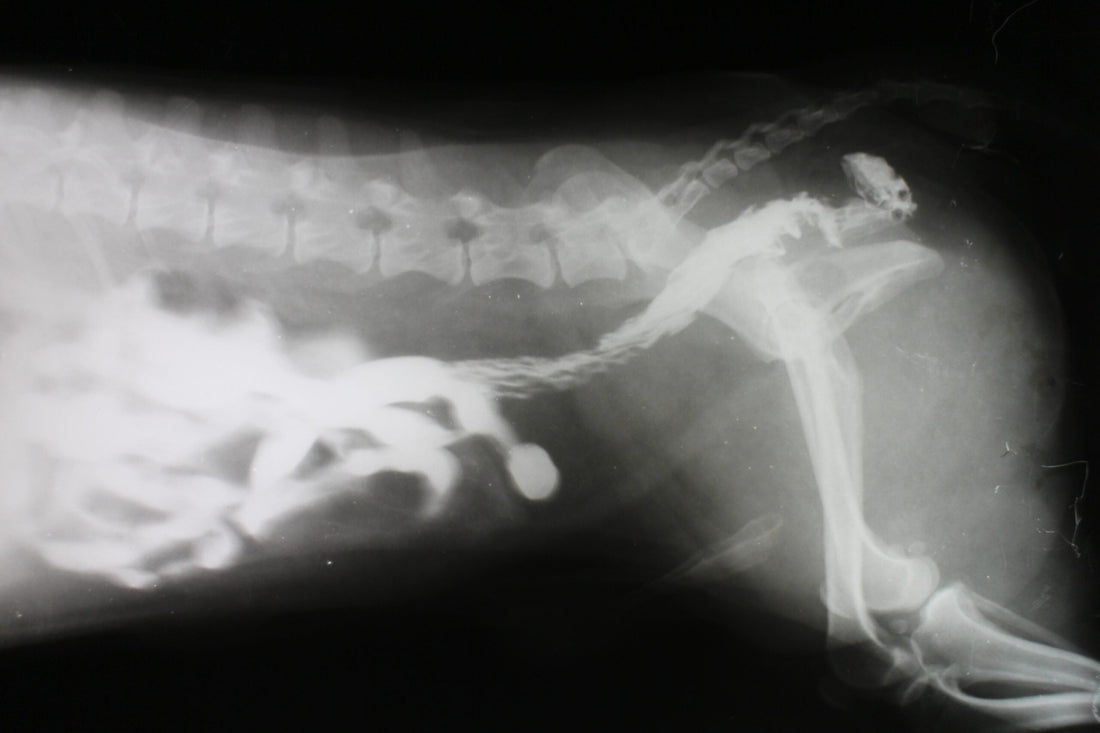 Intestinal Blockage in Dogs
