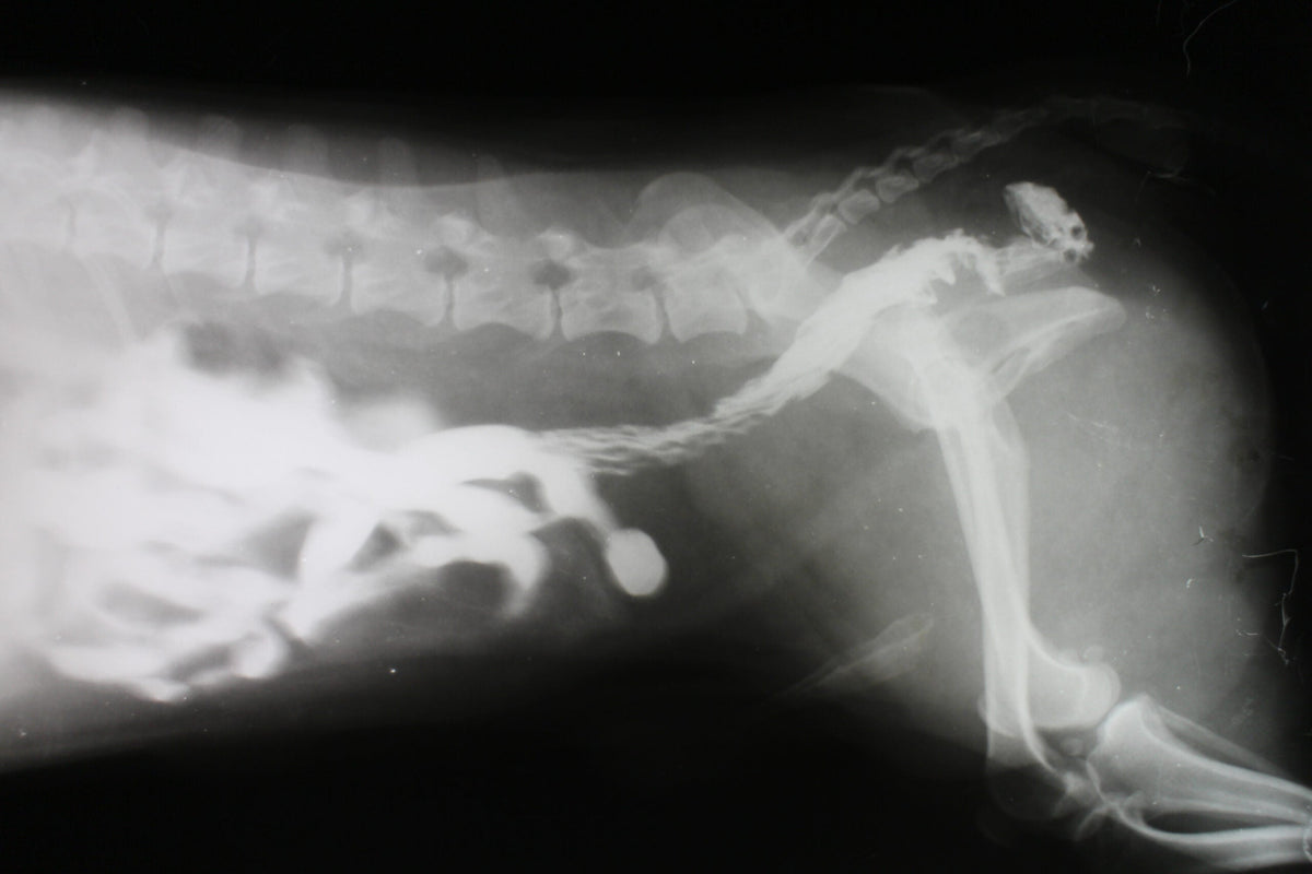 Intestinal Blockage in Dogs