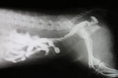 Intestinal Blockage in Dogs