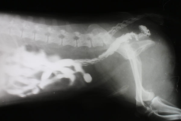 Intestinal Blockage in Dogs