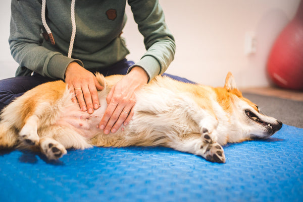 Gastroenteritis in Dogs