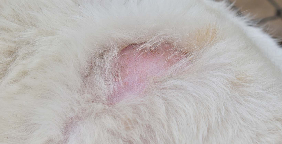 Dog Hair Loss