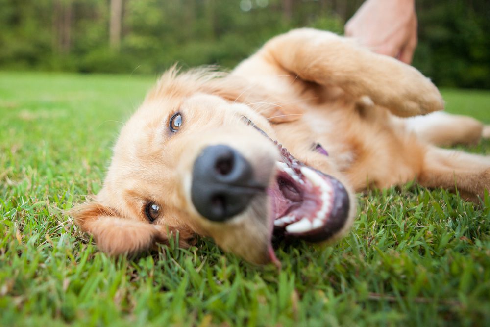 Metacam (Meloxicam) for Dogs