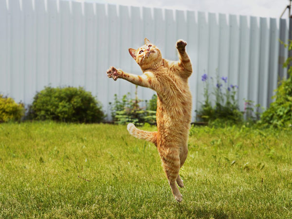 Imodium for Cats