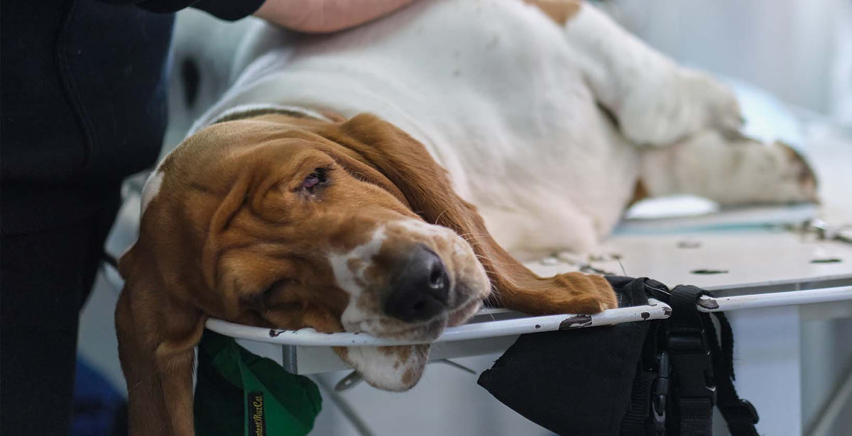 Dog intestinal blockage timeline
