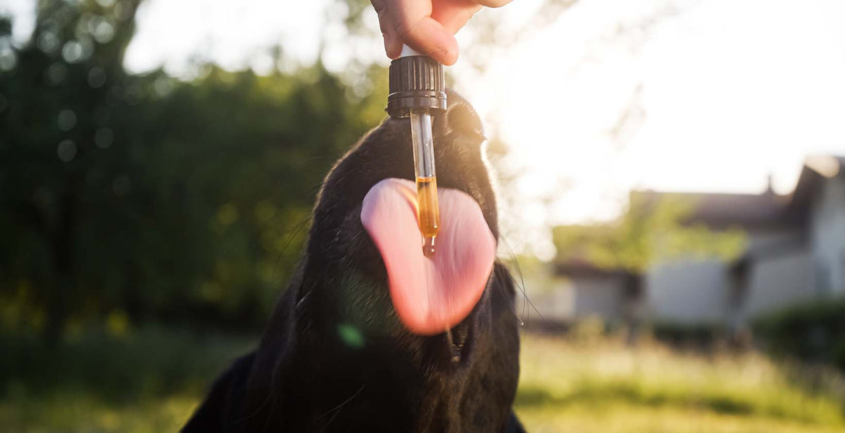How does CBD Oil Help for Dogs with Cancer