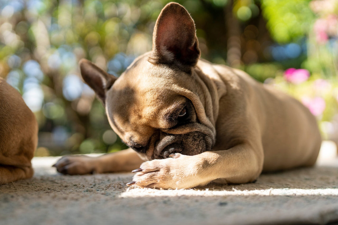 Egg Allergy in Dogs