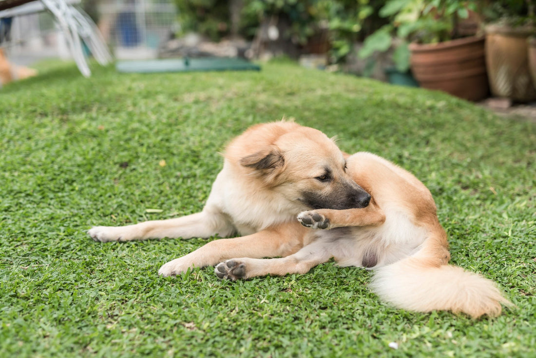 Chicken Allergy in Dogs