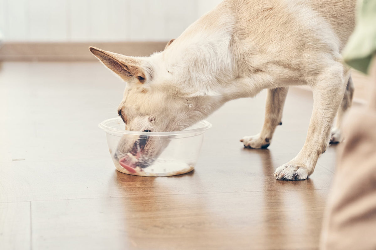 Can Dogs Have Chicken Broth?