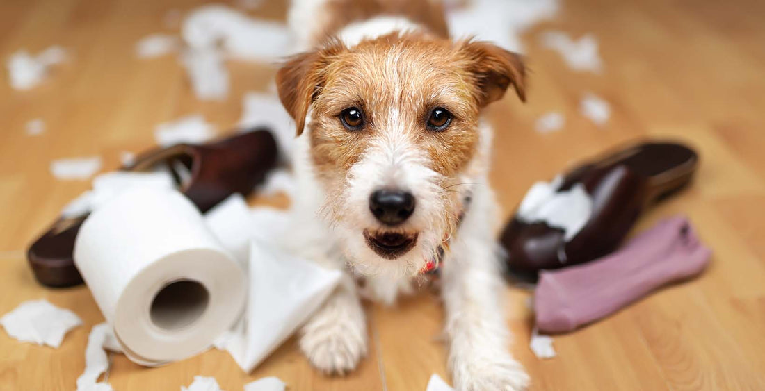 Dog Anxiety: How to Keep Dogs Calm