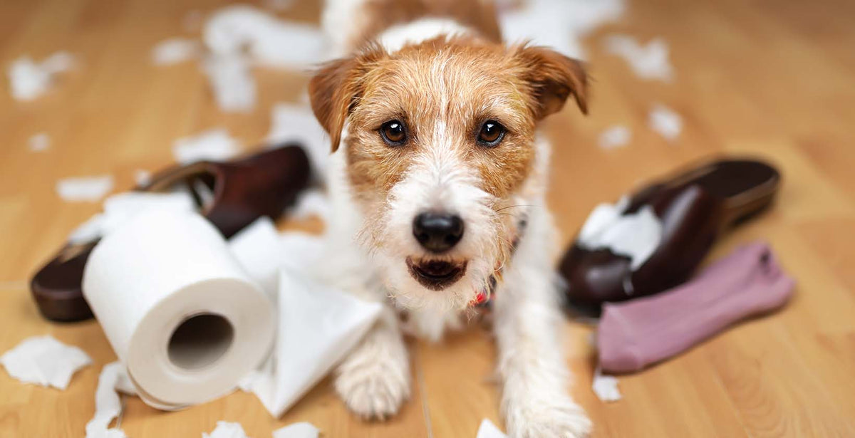 Dog Anxiety: How to Keep Dogs Calm