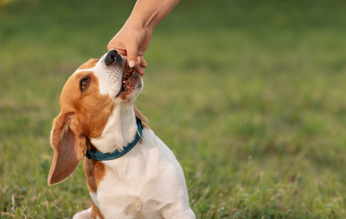 Can Dogs Eat Chicken Liver?