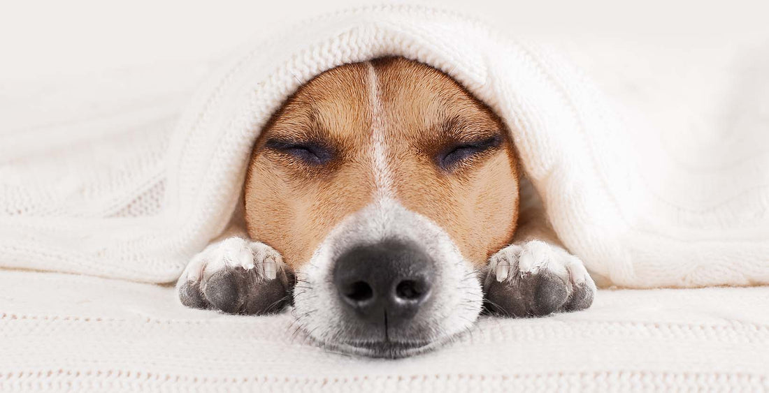 Do dogs get headaches