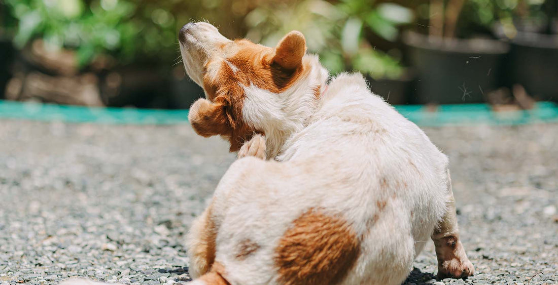 Best CBD Oils For Dogs with Allergies